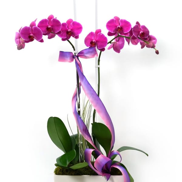 Pink phalaenopsis orchid plant in a white rectangular pot with a purple ombre ribbon.