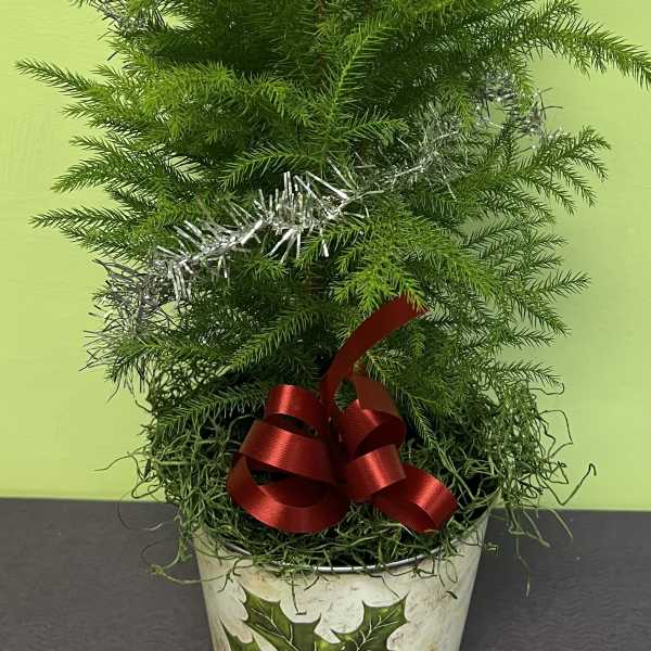 A Special Christmas Tree