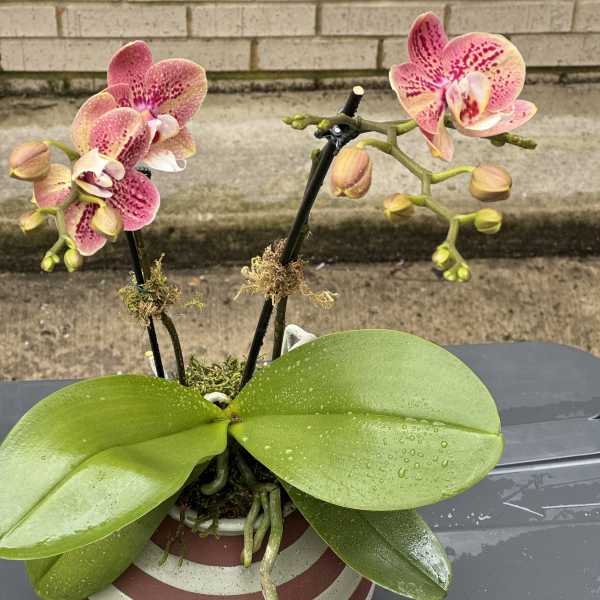 Potted orchid with pink-speckled blooms in a striped ceramic pot