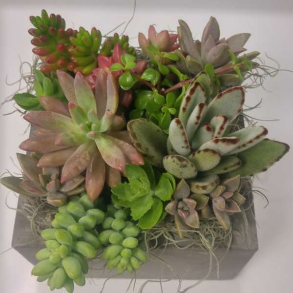 Succulent arrangement in a gray rectangular planter with trailing air plant strands