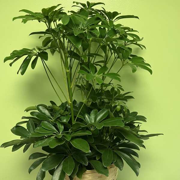 Potted green houseplant in a woven basket planter
