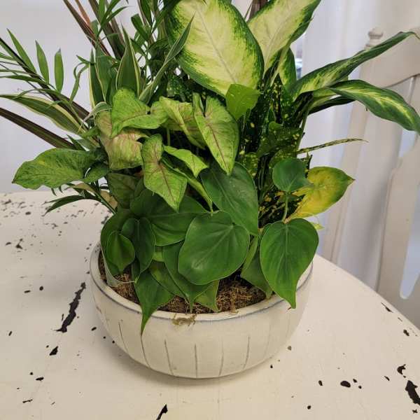 Mixed green houseplants in a white ceramic bowl planter
