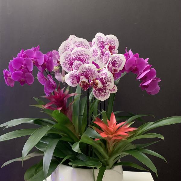 Potted orchid arrangement with pink, white-speckled blooms and orange bromeliads