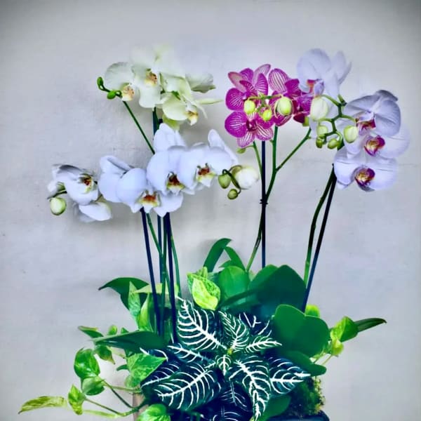 Orchid arrangement in a rectangular planter with green foliage
