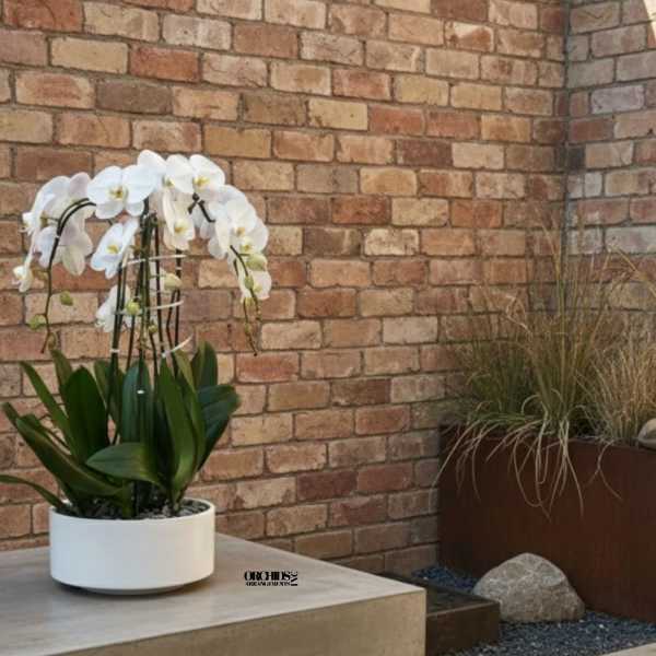 White Phalaenopsis Orchid Arrangement – 6 Stem Luxury Design