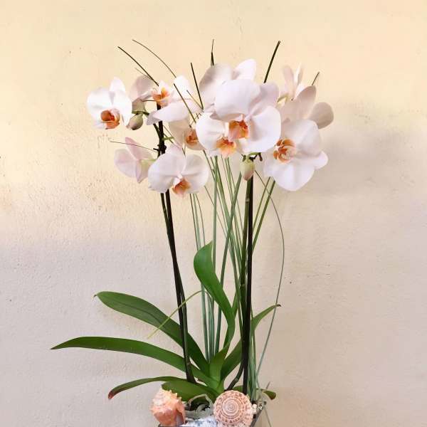 White orchid arrangement in a square glass vase with shells
