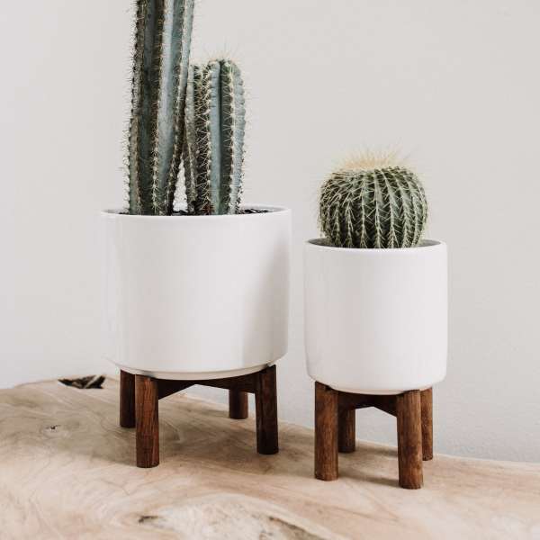 Two potted cacti in white planters on wooden stands