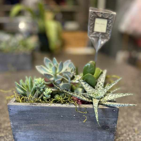 Succulent arrangement in a rectangular wooden planter