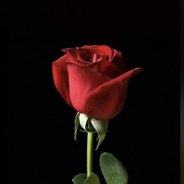 Single red rose on a black background