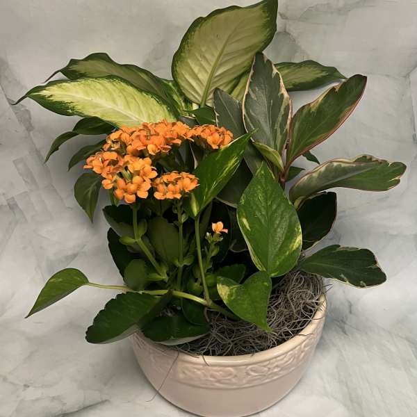 Potted plant with orange flowers and variegated green leaves in a ceramic bowl