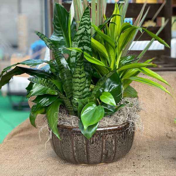 Mixed green houseplants arranged in a rustic ceramic pot
