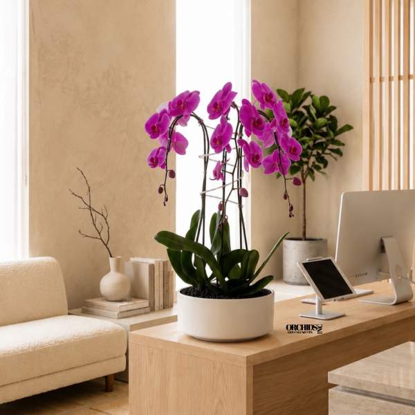 Purple Phalaenopsis Orchid Arrangement – Triple Stem Modern Centerpiece