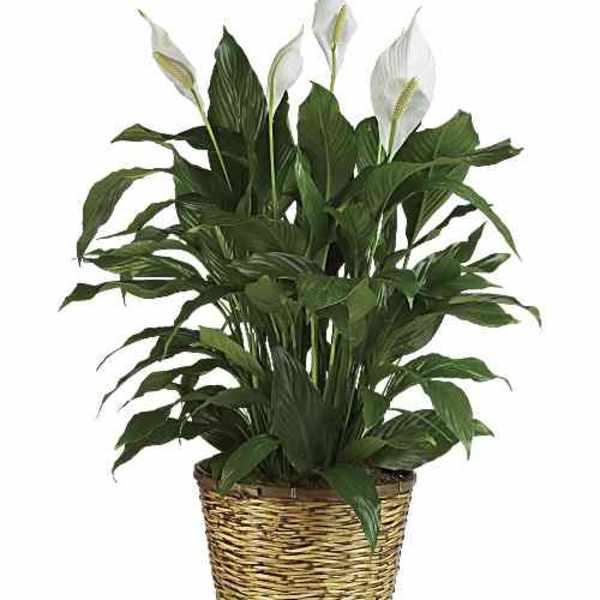 Potted peace lily plant with white blooms in a woven basket