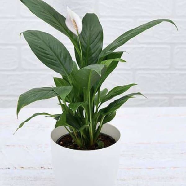 Potted peace lily plant with broad green leaves and a single white bloom in a white container.