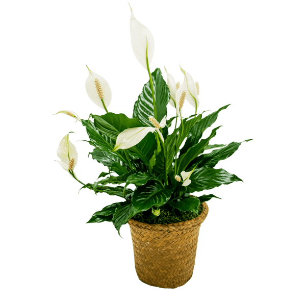 Peace Lily Basket - Small