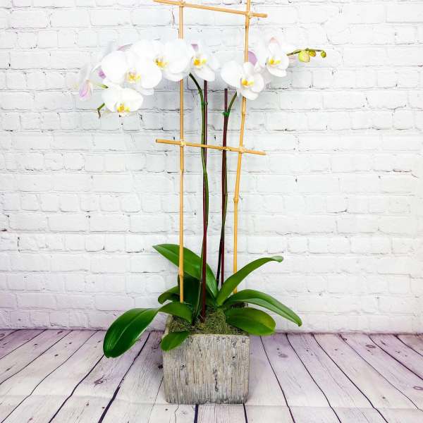 White orchid plant in a rustic square planter with bamboo stakes