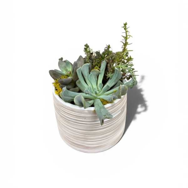 Simply Succulents