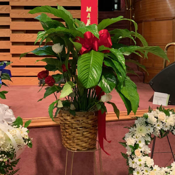 Large potted peace lily with red ribbon and memorial banner