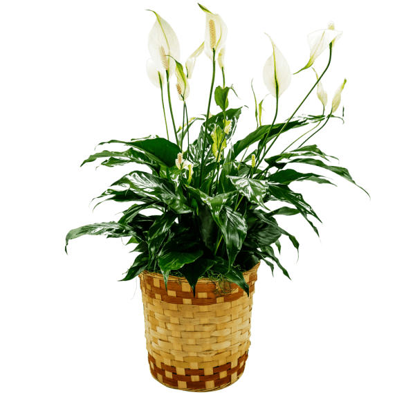 Peace Lily Basket - Medium