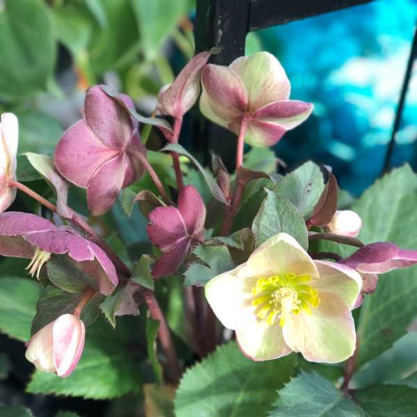 Cluster of pale pink and cream hellebore flowers with dark green leaves