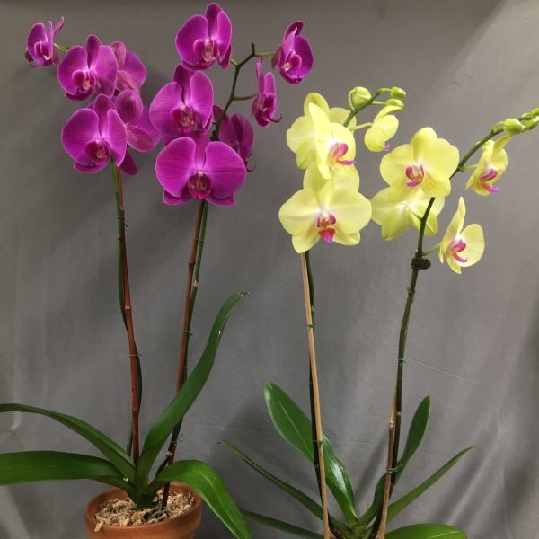 Two potted orchids with purple and yellow blooms