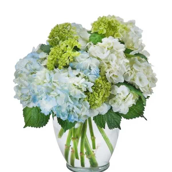 Hydrangea Happiness
