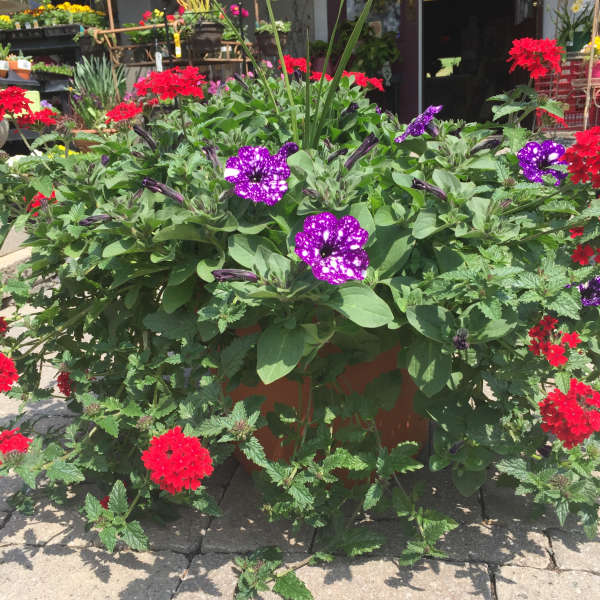 Potted flowering plant with purple and red blooms