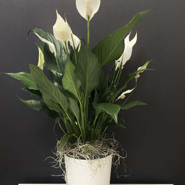 Peace Lily