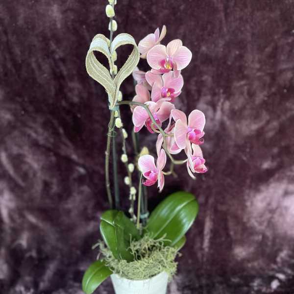 Pink orchid arrangement in a white pot with a decorative heart accent
