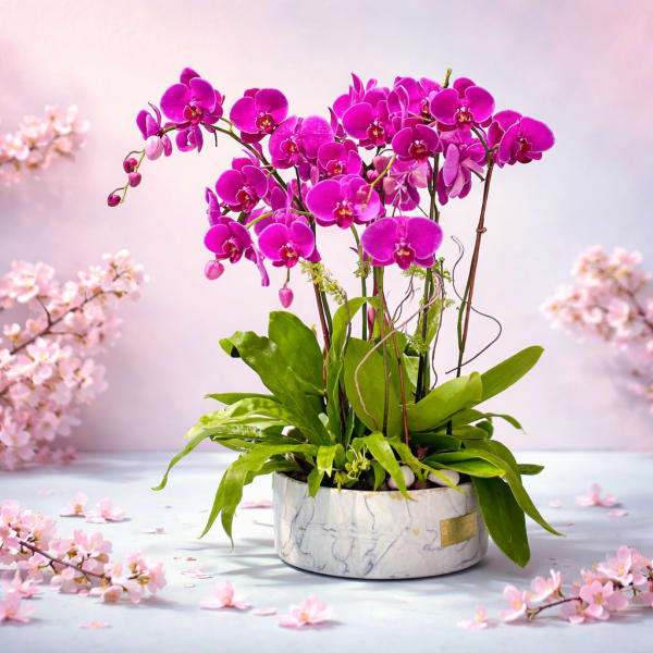 Royal Fuchsia Silk Orchid Garden – Luxury Artificial Orchid Arrangement
