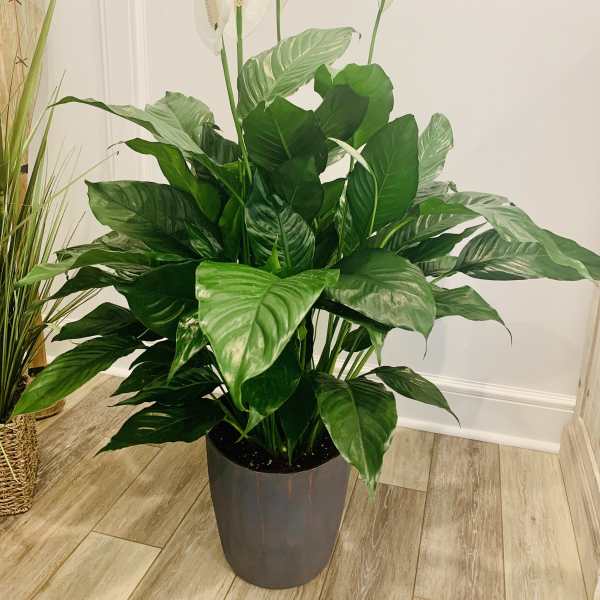 Potted peace lily plant with white blooms in a dark container