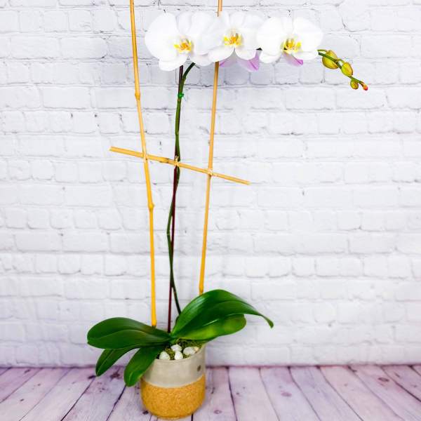 White orchid plant in a small pot with bamboo stakes