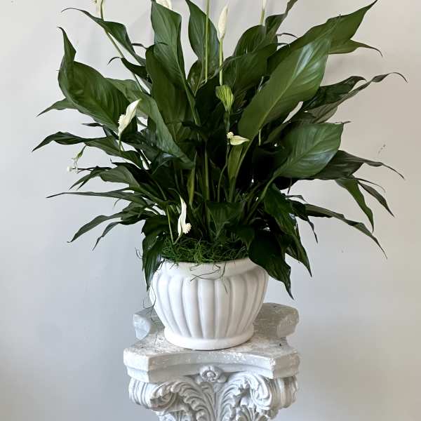 White peace lilies in a white ceramic pot