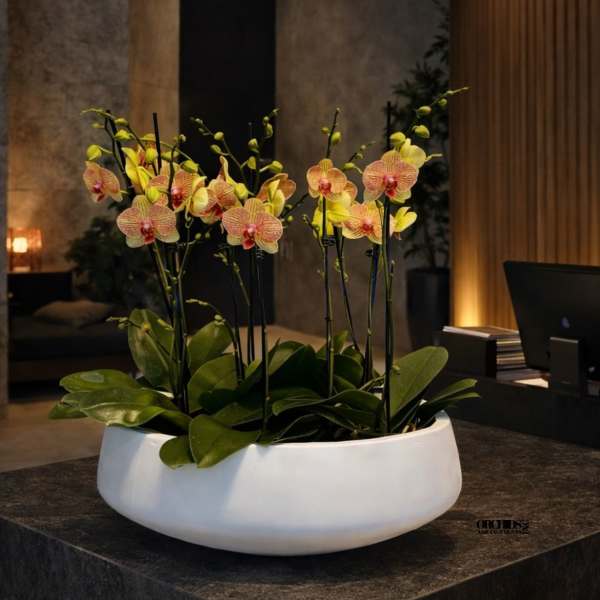 Potted orchids in a white bowl-shaped planter on a dark table