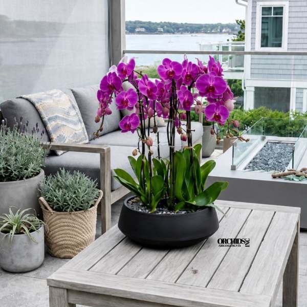 Potted purple orchids arranged on an outdoor patio table