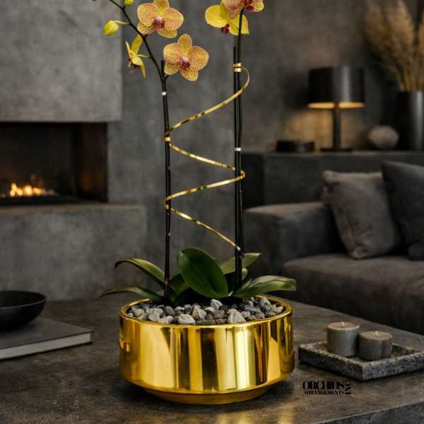 Two orchid stems in a gold planter with a spiral ribbon