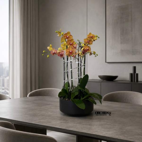 Peach Phalaenopsis Orchid Arrangement – 6 Stem Contemporary Arrangement