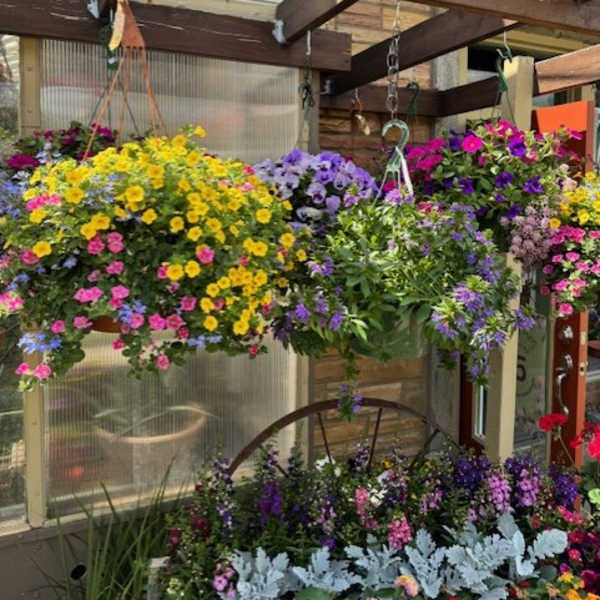 Blooming Hanging Baskets