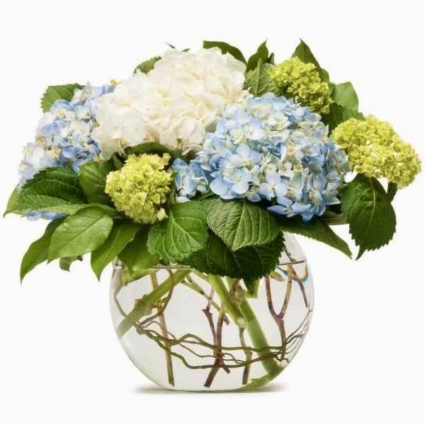 Happy Hydrangeas