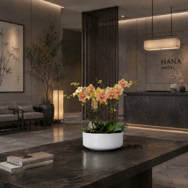Peach Phalaenopsis Orchid Arrangement – 5 Stem Elegant Design