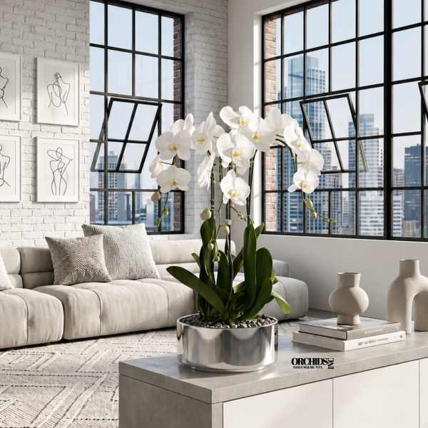 White orchid arrangement in a silver pot on a table