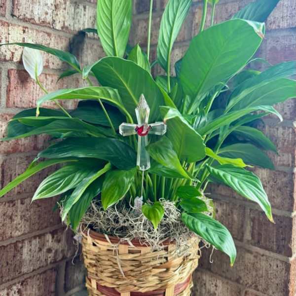 Potted peace lily in a woven basket with a clear cross ornament