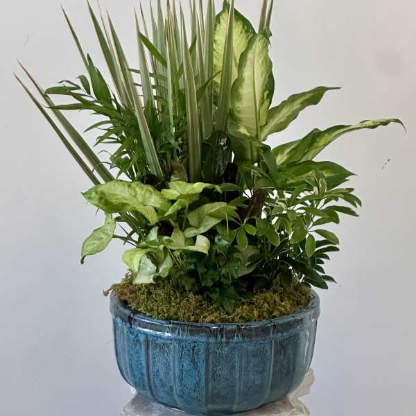 Dish Garden by Westford Florist Art by Veny 10-inches