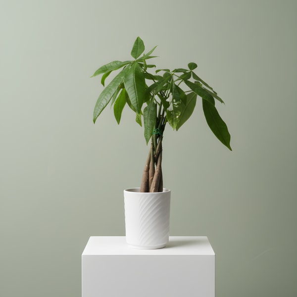 Money Tree in Ceramic