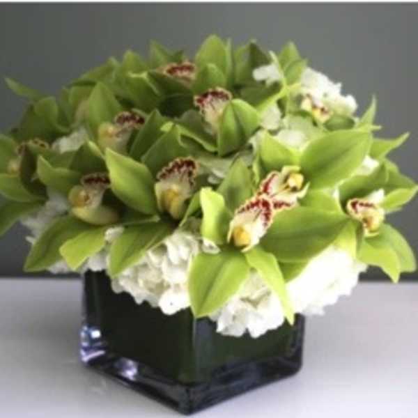 Green orchid arrangement in a black square vase