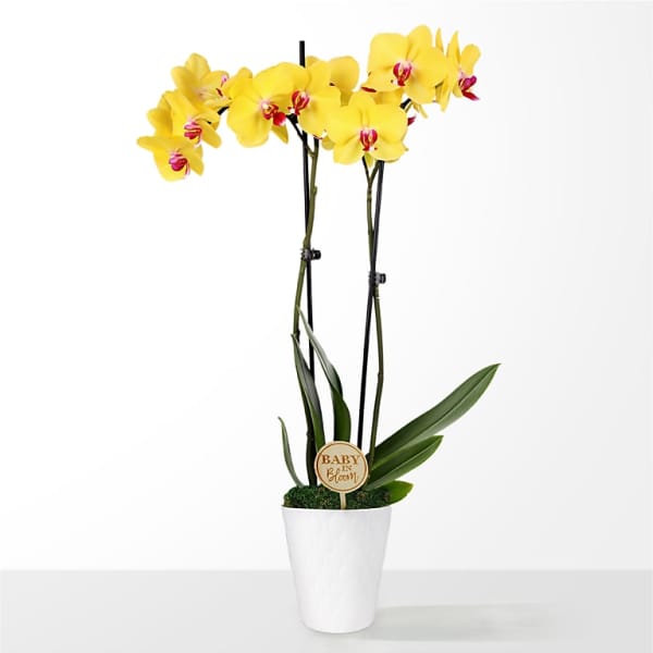 Yellow orchid plant in a white pot with a small baby sign