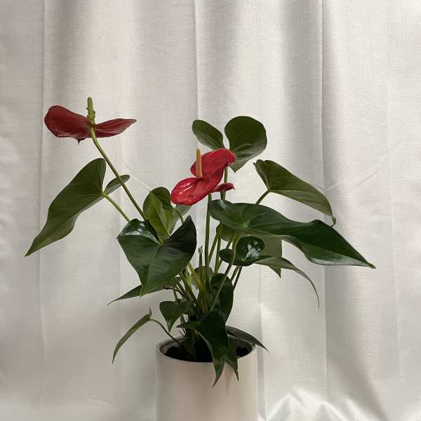 Potted anthurium plant with red blooms in a white planter