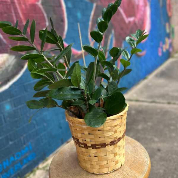 ZZ Plant