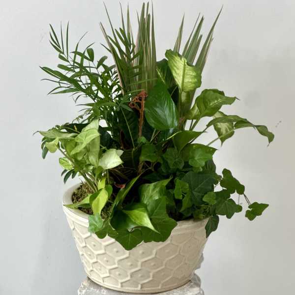 Dish Garden 12" by Westford Florist