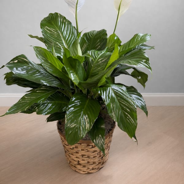 Pure Grace Peace Lily